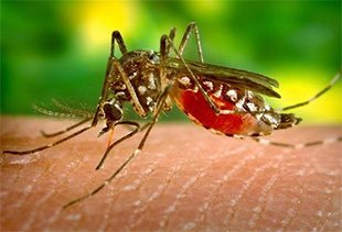 virus zika moquito