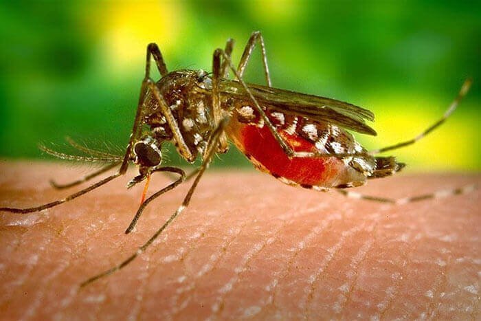 fiebre amarilla brasil